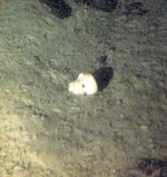 conflict-cwuw-TitanicDoll